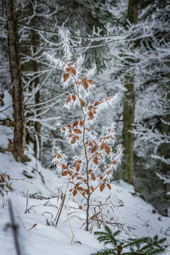 Democratic Snowflakes and Republican Ice Crystals